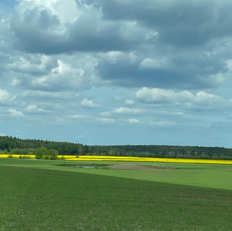 canola fields kashubian